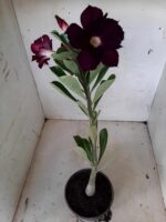 Planta Dobrada 1814 – 30cm – 01 ano - Imagem 2