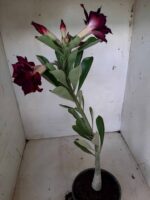 Planta Dobrada 1814 – 30cm – 01 ano - Imagem 6