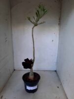 ENXERTO 11045 – 30cm (cor LM 113) - Imagem 2