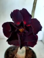 ENXERTO 11045 – 30cm (cor LM 113)