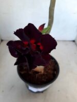 ENXERTO 11045 – 30cm (cor LM 113) - Imagem 8