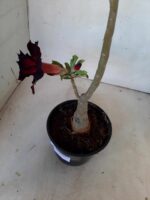 ENXERTO 11045 – 30cm (cor LM 113) - Imagem 5