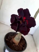 ENXERTO 11045 – 30cm (cor LM 113) - Imagem 3