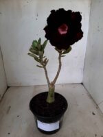 ENXERTO 11092 – 25cm (cor LM 217)