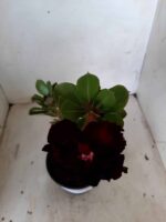 ENXERTO 11092 – 25cm (cor LM 217) - Imagem 4