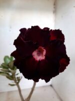 ENXERTO 11092 – 25cm (cor LM 217) - Imagem 3