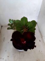 ENXERTO 11092 – 25cm (cor LM 217) - Imagem 9