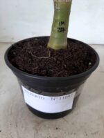 ENXERTO 11092 – 25cm (cor LM 217) - Imagem 8