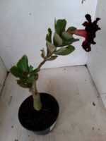 ENXERTO 11092 – 25cm (cor LM 217) - Imagem 7