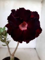 ENXERTO 11092 – 25cm (cor LM 217) - Imagem 6