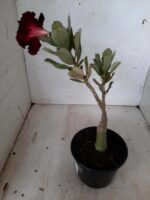 ENXERTO 11092 – 25cm (cor LM 217) - Imagem 5