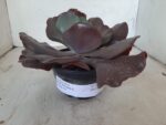 Echeveria INCREIBLE - Nº 05 - cuia 13 - Imagem 2