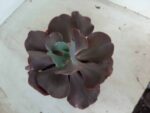 Echeveria INCREIBLE - Nº 05 - cuia 13