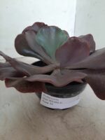 Echeveria INCREIBLE - Nº 05 - cuia 13 - Imagem 6