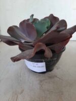 Echeveria INCREIBLE - Nº 05 - cuia 13 - Imagem 7