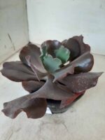 Echeveria INCREIBLE - Nº 05 - cuia 13 - Imagem 10