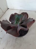 Echeveria INCREIBLE - Nº 05 - cuia 13 - Imagem 9