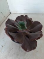 Echeveria INCREIBLE - Nº 05 - cuia 13 - Imagem 5