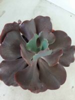Echeveria INCREIBLE - Nº 05 - cuia 13 - Imagem 4