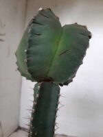 MATRIZ ASTROPHYTUM cv KIKKO  "ENXERTADO"  Nº 280 – vaso 15 - Imagem 13