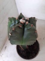 MATRIZ ASTROPHYTUM cv KIKKO  "ENXERTADO"  Nº 280 – vaso 15 - Imagem 12