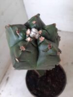 MATRIZ ASTROPHYTUM cv KIKKO  "ENXERTADO"  Nº 280 – vaso 15 - Imagem 11