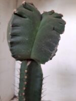 MATRIZ ASTROPHYTUM cv KIKKO  "ENXERTADO"  Nº 280 – vaso 15 - Imagem 8