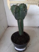 MATRIZ ASTROPHYTUM cv KIKKO  "ENXERTADO"  Nº 280 – vaso 15 - Imagem 6