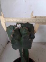 MATRIZ ASTROPHYTUM cv KIKKO  "ENXERTADO"  Nº 280 – vaso 15 - Imagem 5