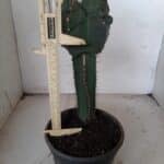 MATRIZ ASTROPHYTUM cv KIKKO  "ENXERTADO"  Nº 280 – vaso 15