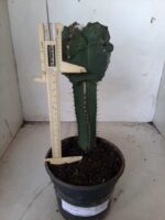 MATRIZ ASTROPHYTUM cv KIKKO  "ENXERTADO"  Nº 280 – vaso 15