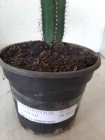 MATRIZ ASTROPHYTUM cv KIKKO  "ENXERTADO"  Nº 280 – vaso 15 - Imagem 19