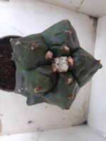 MATRIZ ASTROPHYTUM cv KIKKO  "ENXERTADO"  Nº 280 – vaso 15 - Imagem 10