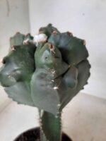 MATRIZ ASTROPHYTUM cv KIKKO  "ENXERTADO"  Nº 280 – vaso 15 - Imagem 18