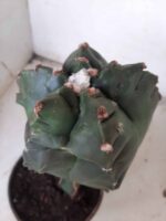 MATRIZ ASTROPHYTUM cv KIKKO  "ENXERTADO"  Nº 280 – vaso 15 - Imagem 9
