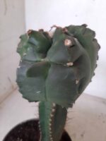 MATRIZ ASTROPHYTUM cv KIKKO  "ENXERTADO"  Nº 280 – vaso 15 - Imagem 16