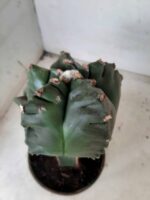 MATRIZ ASTROPHYTUM cv KIKKO  "ENXERTADO"  Nº 280 – vaso 15 - Imagem 15