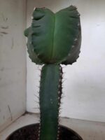 MATRIZ ASTROPHYTUM cv KIKKO  "ENXERTADO"  Nº 280 – vaso 15 - Imagem 14