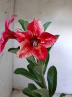 Planta Simples 1872 – 25cm – 09 meses