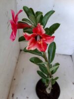 Planta Simples 1872 – 25cm – 09 meses - Imagem 4