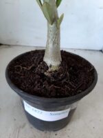 Planta Simples 1872 – 25cm – 09 meses - Imagem 6