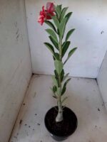 Planta Simples 1872 – 25cm – 09 meses - Imagem 5