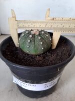 ASTROPHYTUM ASTERIAS Nº 144 – vaso 15 - Imagem 4
