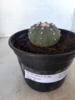 ASTROPHYTUM ASTERIAS Nº 144 – vaso 15 - Imagem 2