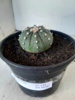 ASTROPHYTUM ASTERIAS Nº 144 – vaso 15 - Imagem 10