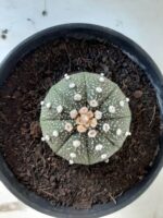 ASTROPHYTUM ASTERIAS Nº 144 – vaso 15 - Imagem 3