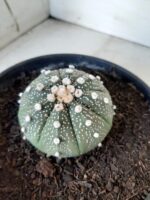 ASTROPHYTUM ASTERIAS Nº 144 – vaso 15 - Imagem 6
