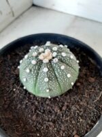 ASTROPHYTUM ASTERIAS Nº 144 – vaso 15 - Imagem 9