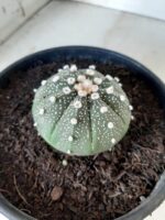 ASTROPHYTUM ASTERIAS Nº 144 – vaso 15 - Imagem 7