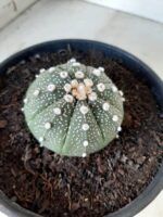 ASTROPHYTUM ASTERIAS Nº 144 – vaso 15 - Imagem 5